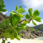 Seychely – raj na zemi