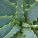 Aloe vera – dôležitý krok k štíhlej línii